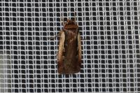 Ochropleura plecta