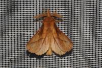 Euthrix potatoria