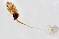 Catoptria luctiferella