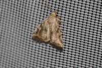 Cosmia trapezina