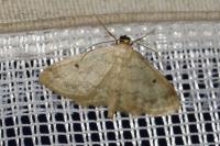 Idaea biselata