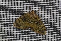 Hydriomena furcata