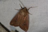 Mythimna albipuncta