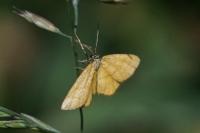 Idaea flaveolaria