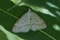 Mesotype verberata