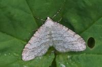 Mesotype verberata