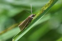 Crambus perlellus