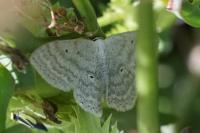 Scopula incanata