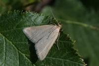 Udea austriacalis
