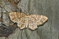 Hydrelia flammeolaria