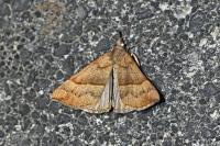 Hypena proboscidalis