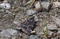 Orenaia lugubralis