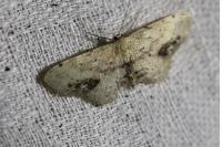 Idaea dimidiata