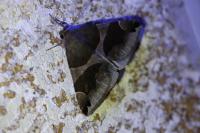 Dysgonia algira