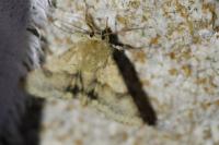 Heliothis viriplaca