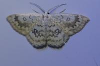 Cyclophora annularia