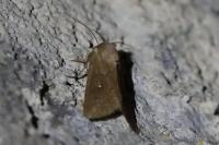 Mythimna albipuncta