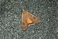 Noctua pronuba