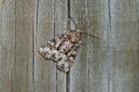 Oligia