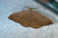 Watsonalla binaria