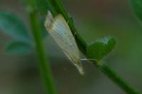 Agriphila straminella
