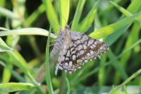 Chiasmia clathrata