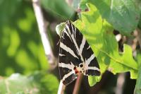 Euplagia quadripunctaria