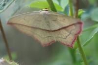 Timandra comae