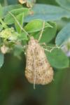 Nomophila noctuella