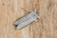 Cucullia umbratica
