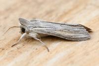 Cucullia umbratica