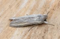 Cucullia umbratica