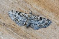 Eupithecia laquaearia