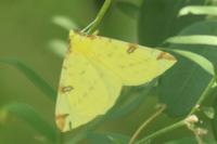 Opisthograptis luteolata