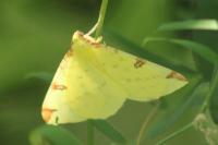 Opisthograptis luteolata
