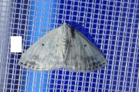 Lomographa temerata