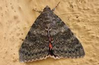 Catocala elocata