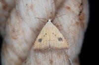 Rivula sericealis