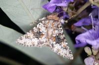 Hecatera dysodea