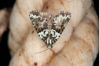 Cryphia algae