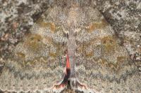 Catocala elocata