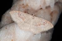 Idaea rubraria