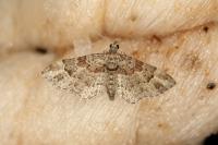 Gymnoscelis rufifasciata