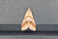 Eublemma parva