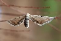 Eupithecia centaureata