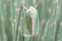 Pseudoips prasinanus