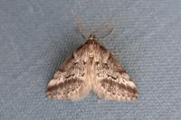 Eumannia oranaria