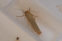 Eilema caniola