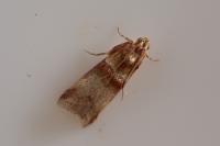 Acrobasis tumidana