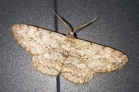 Hypomecis punctinalis